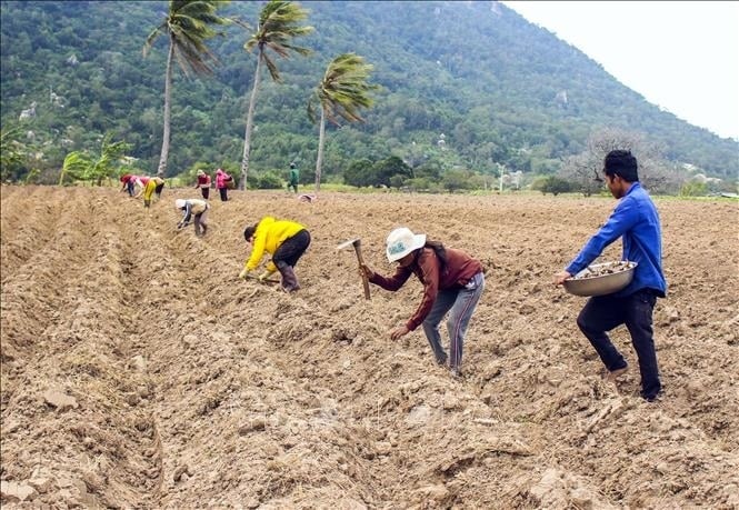 Đồng bào Raglay ở huyện Bắc Ái sản xuất nông nghiệp (Ảnh: Công Thử).