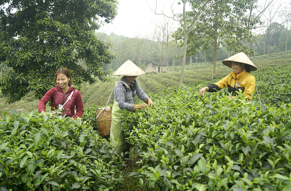 Building a brand from safe tea production