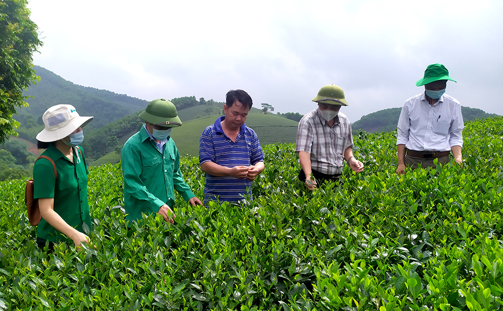 Centrarse en la producción segura de té