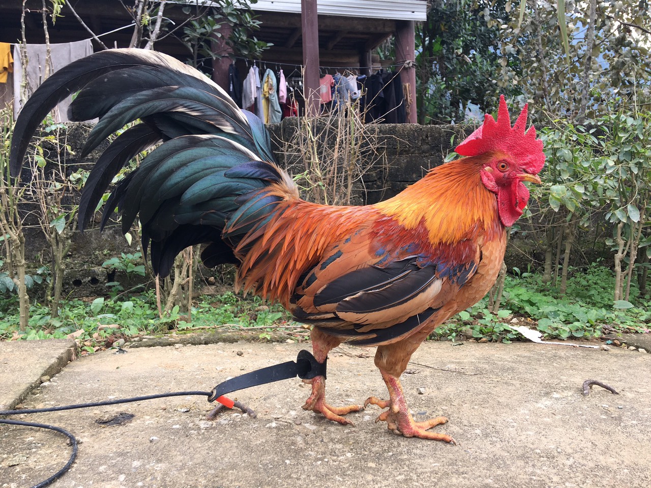 À la recherche de la légendaire « mascotte »