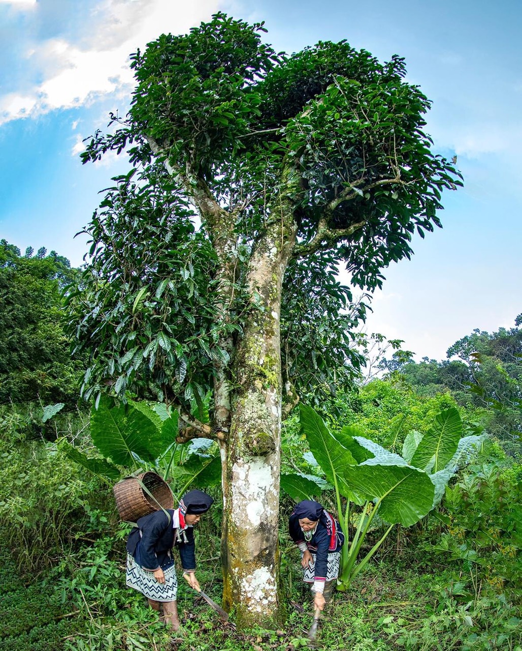 Protección de la biodiversidad basada en la comunidad