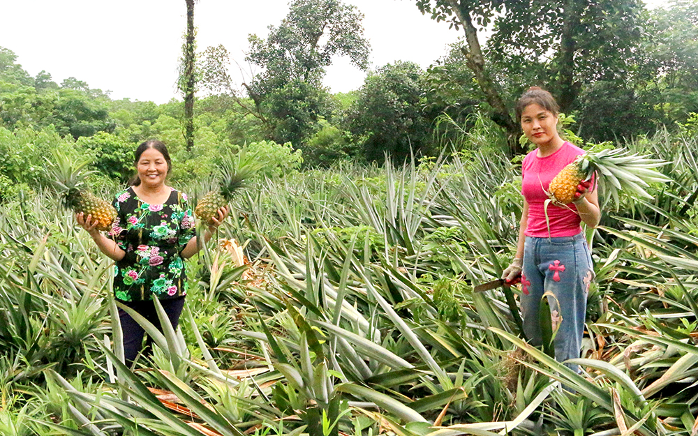 Effectiveness of Cayen pineapple growing model