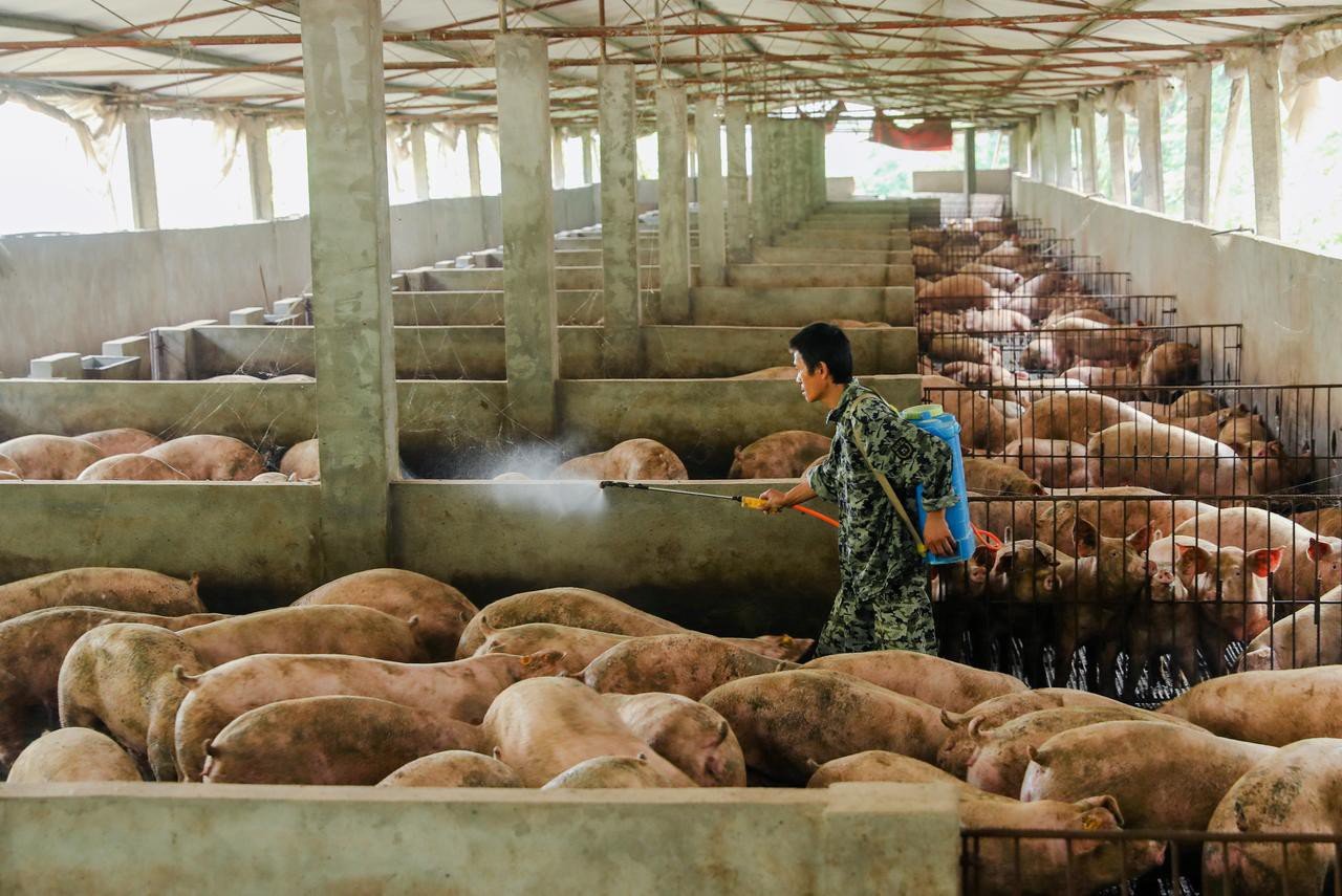 Giá lợn hơi hạ nhiệt, người chăn nuôi vẫn có lãi