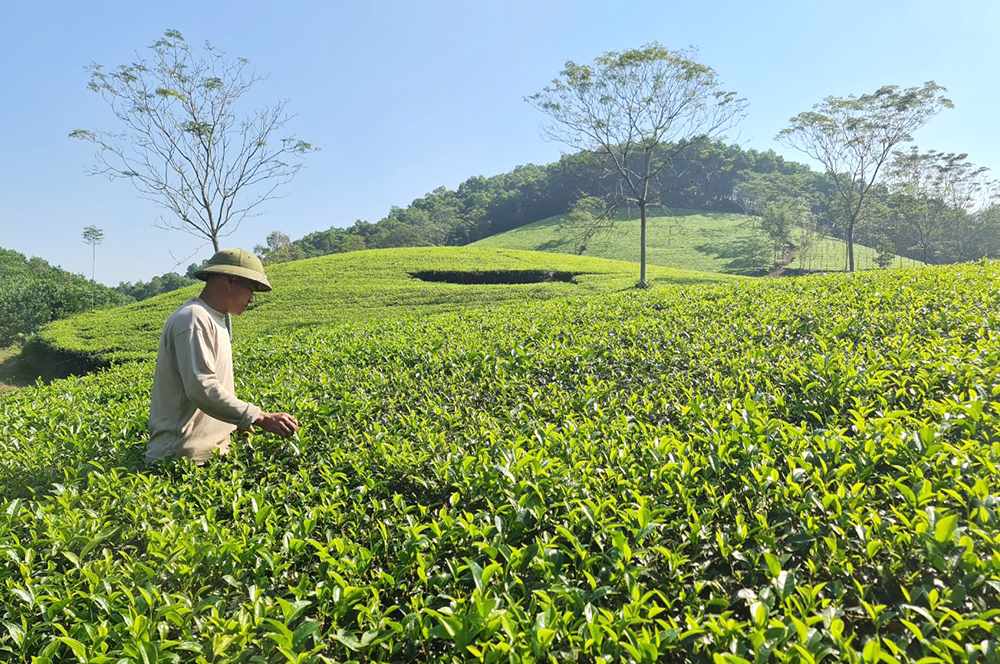 Gần 567ha cây nông nghiệp được cấp mã vùng trồng