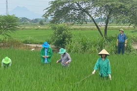 Chủ động phòng, trừ sinh vật gây hại trên lúa Mùa