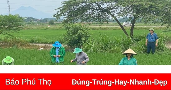 Chủ động phòng, trừ sinh vật gây hại trên lúa Mùa