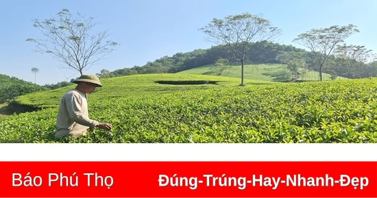 Gần 567ha cây nông nghiệp được cấp mã vùng trồng