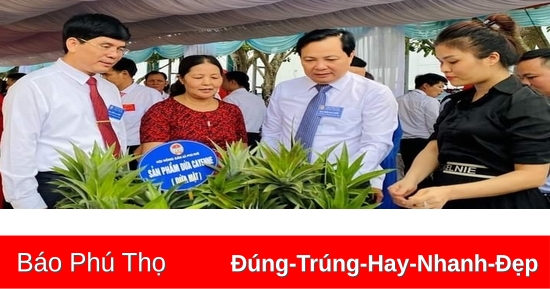 Hiệu quả mô hình trồng dứa mật Cayen