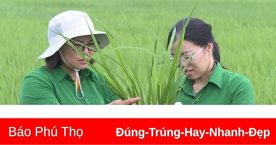 Hơn 5.700ha lúa Mùa cần phòng trừ sâu cuốn lá nhỏ