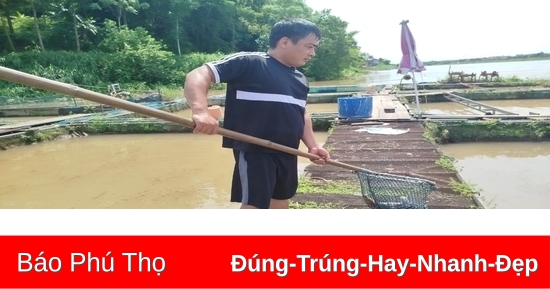 Khắc phục thiệt hại về cá lồng trên sông Đà