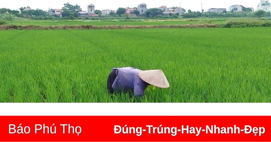 Tập trung chăm sóc cây trồng vụ Mùa