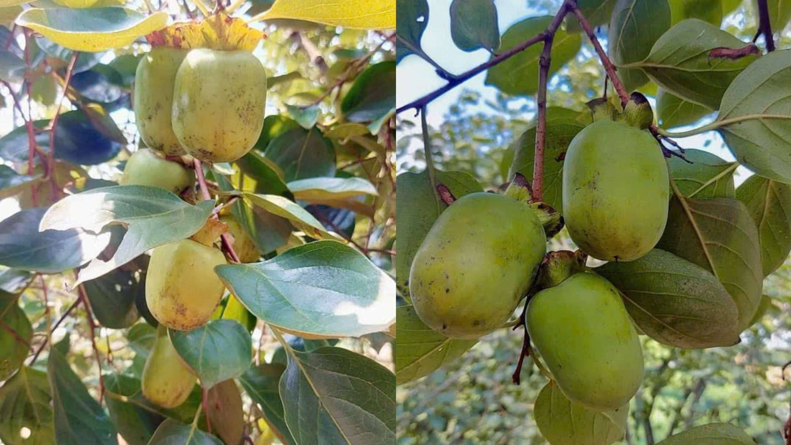 Gia Thanh specialty persimmon output is expected to reach over 2,000 tons.