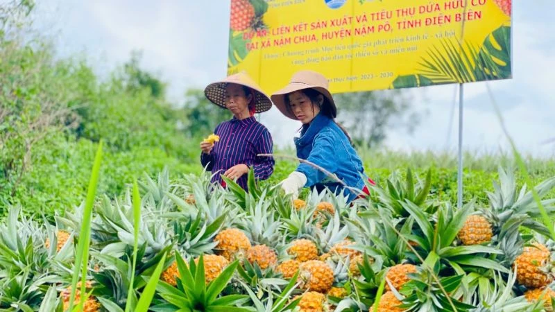 Mô hình hỗ trợ phát triển sản xuất giúp đồng bào dân tộc thiểu số nâng cao thu nhập, cải thiện đời sống