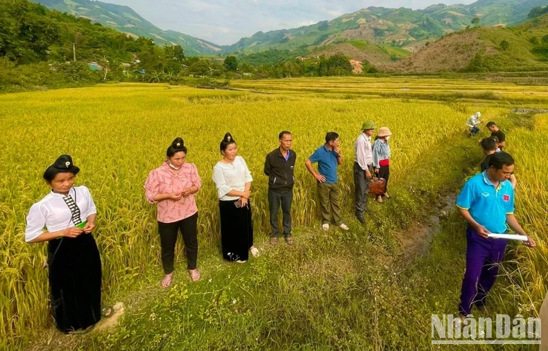 Mô hình hỗ trợ phát triển sản xuất giúp đồng bào dân tộc thiểu số nâng cao thu nhập, cải thiện đời sống