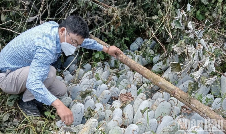 Mô hình hỗ trợ phát triển sản xuất giúp đồng bào dân tộc thiểu số nâng cao thu nhập, cải thiện đời sống