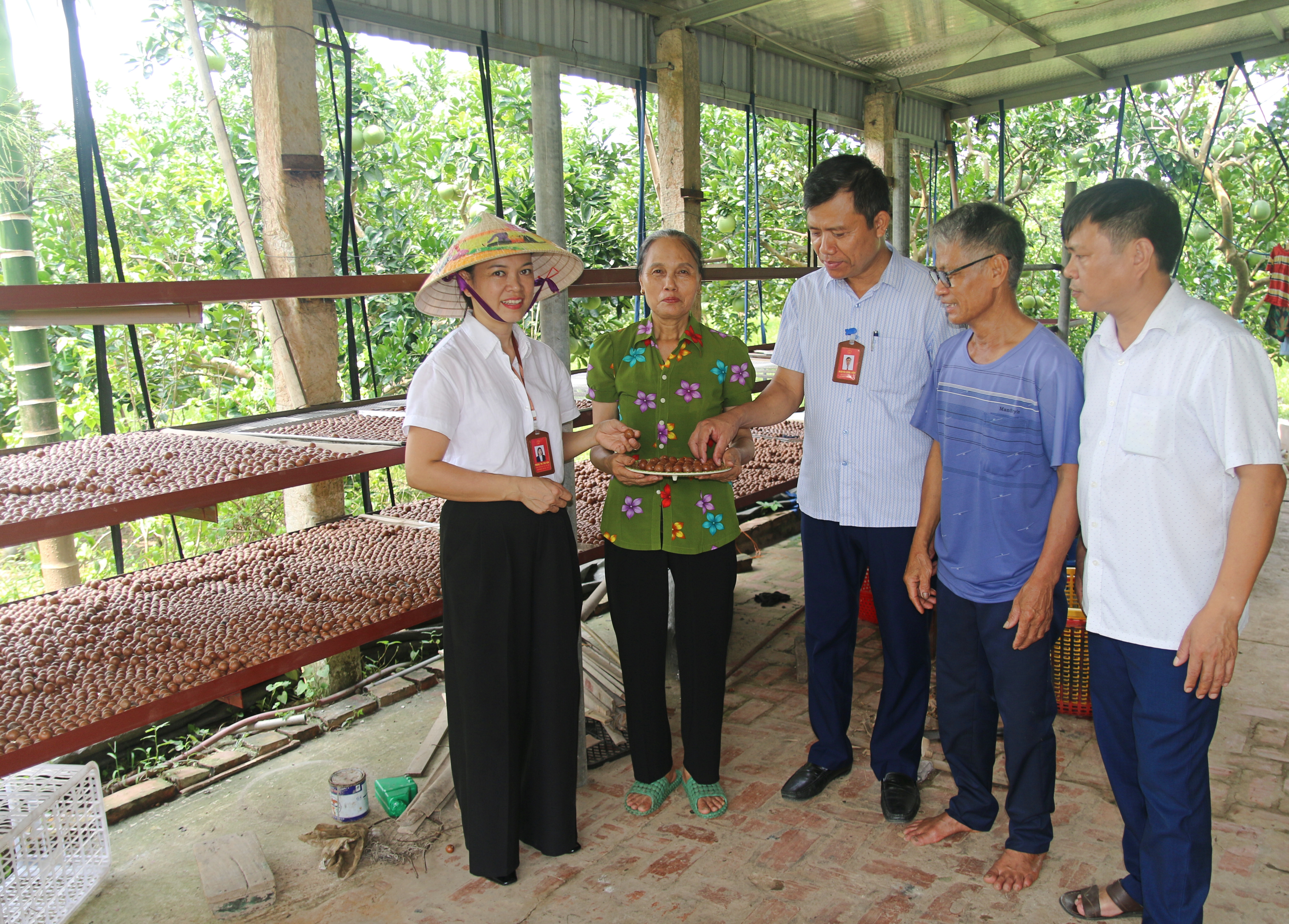 Cây mắc ca trên đất Vĩnh Lại