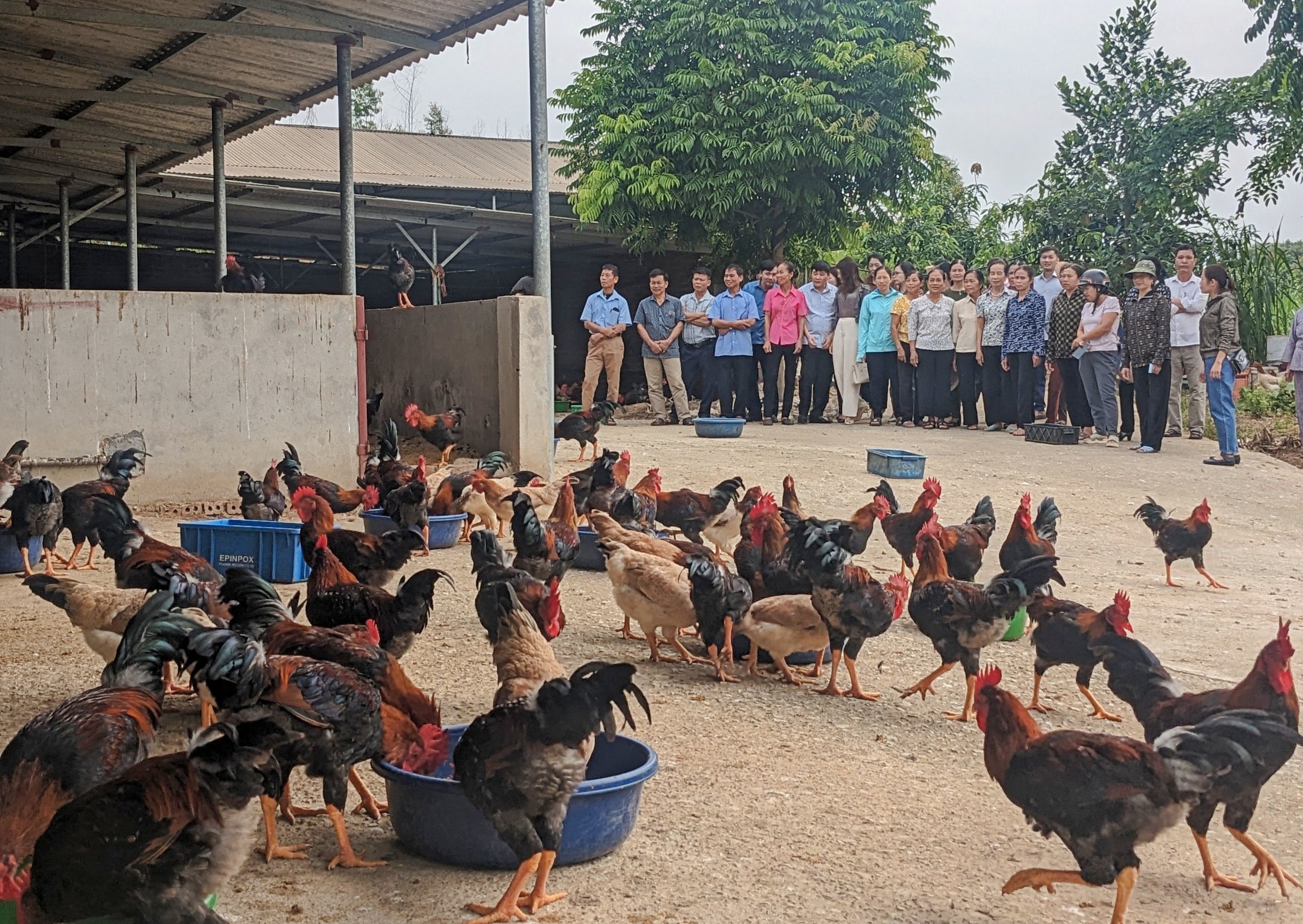 Nuôi gà thịt lông màu an toàn sinh học cho hiệu quả kinh tế cao