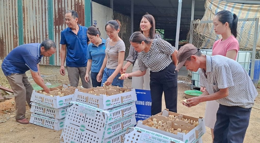 Nuôi gà thịt lông màu an toàn sinh học cho hiệu quả kinh tế cao