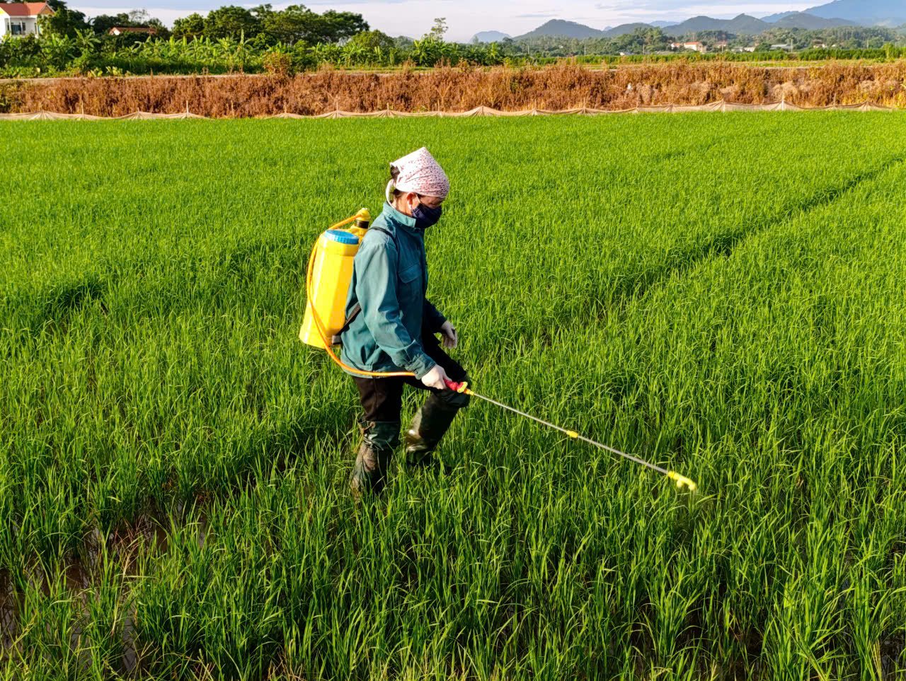 Gần 3.000ha lúa bị nhiễm bệnh khô vằn