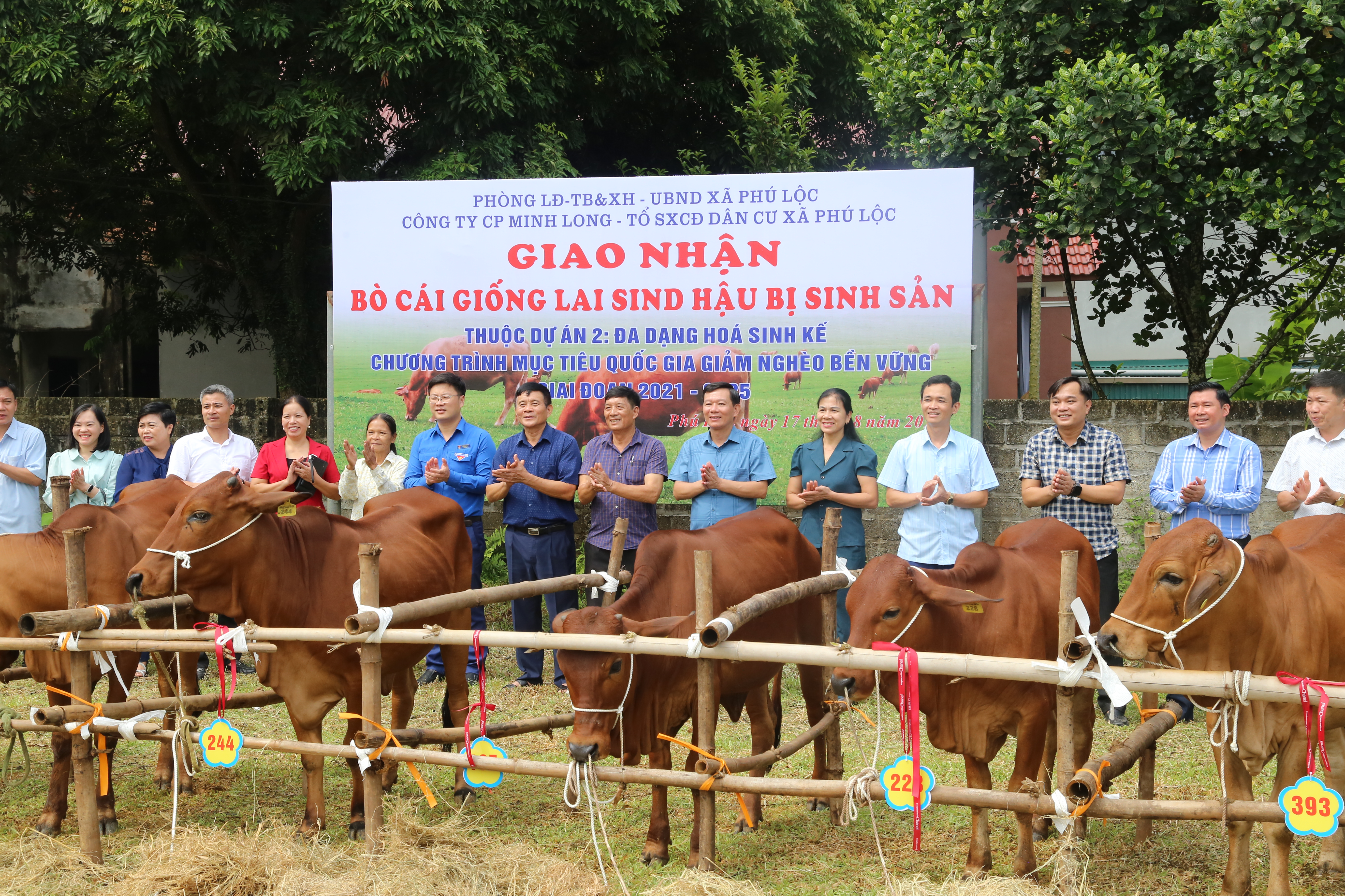 Giao nhận bò giống cho tổ sản xuất cộng đồng dân cư xã Phú Lộc, huyện Phù Ninh