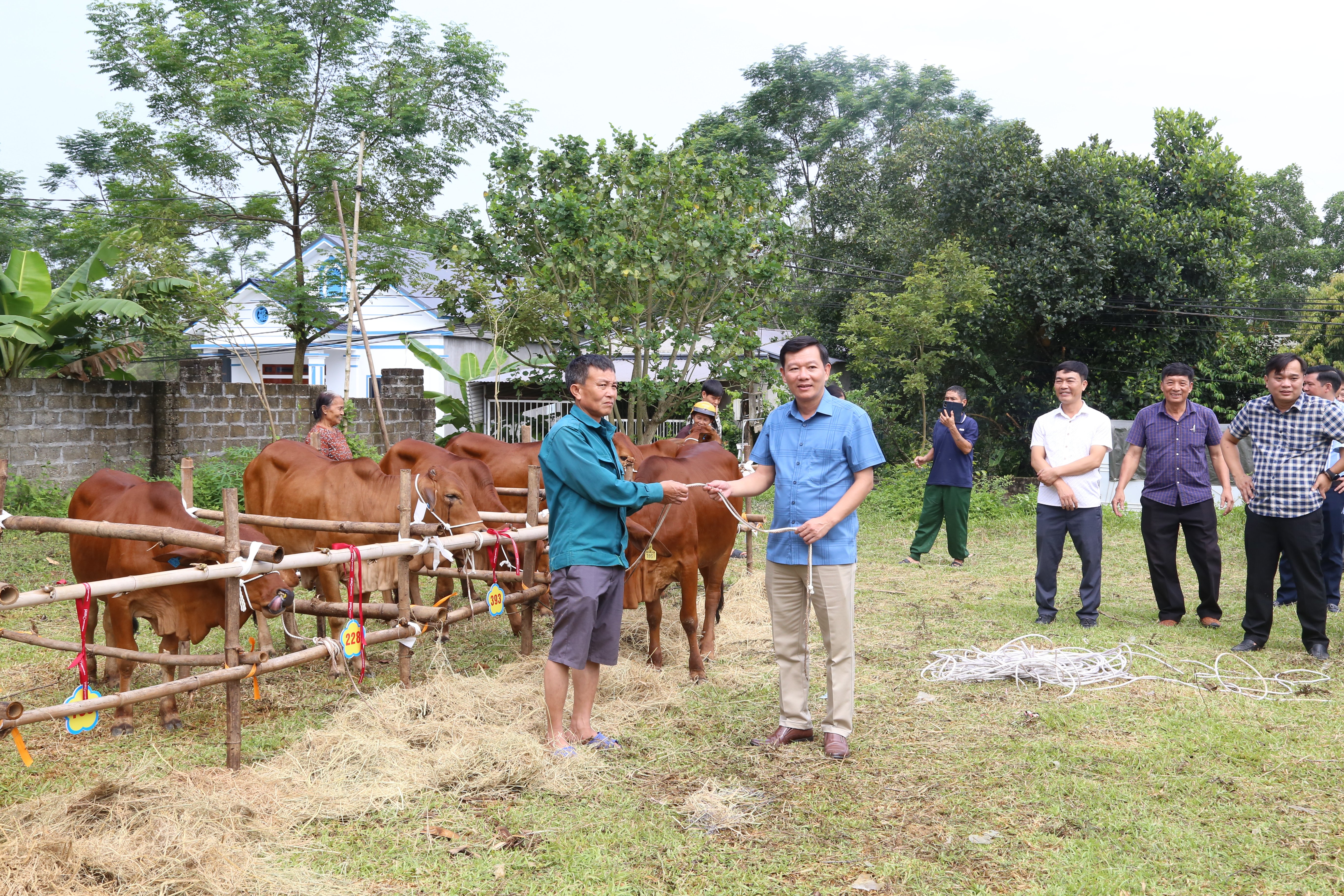 Giao nhận bò giống cho tổ sản xuất cộng đồng dân cư xã Phú Lộc, huyện Phù Ninh