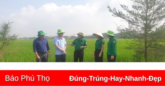 2.400ha lúa Mùa được phòng trừ sâu cuốn lá nhỏ