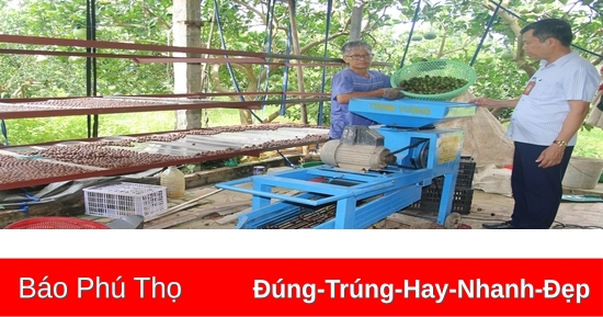 Cây mắc ca trên đất Vĩnh Lại