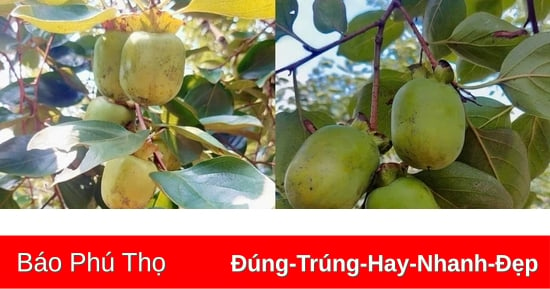 Dự kiến sản lượng hồng đặc sản Gia Thanh ước đạt trên 2.000 tấn