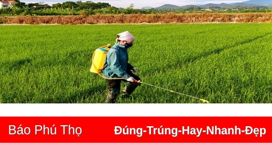 Gần 3.000ha lúa bị nhiễm bệnh khô vằn