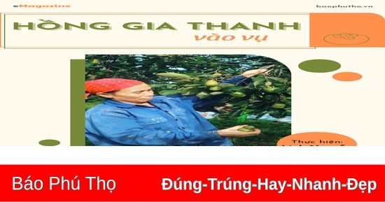 Hong Gia Thanh tritt in den Fall ein