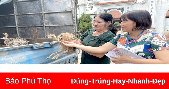 Nuôi đà điểu mở hướng làm giàu