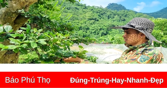 Thu nhập cả trăm triệu đồng mỗi năm từ chăm sóc cây cảnh