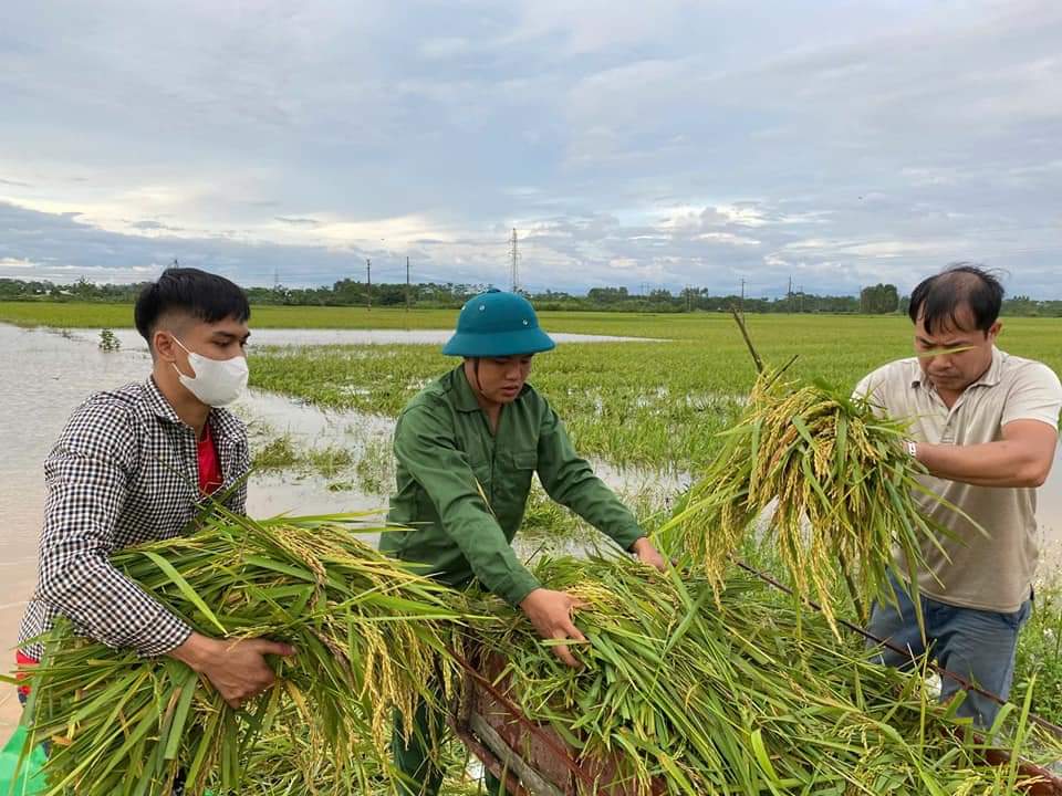 Khẩn trương thu hoạch lúa sau bão số 3