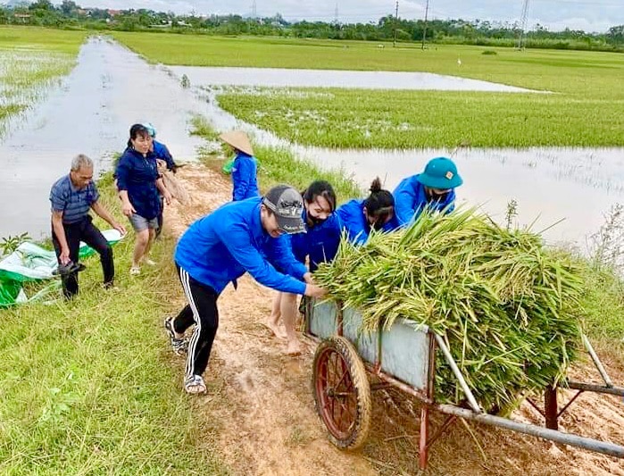 Khẩn trương thu hoạch lúa sau bão số 3