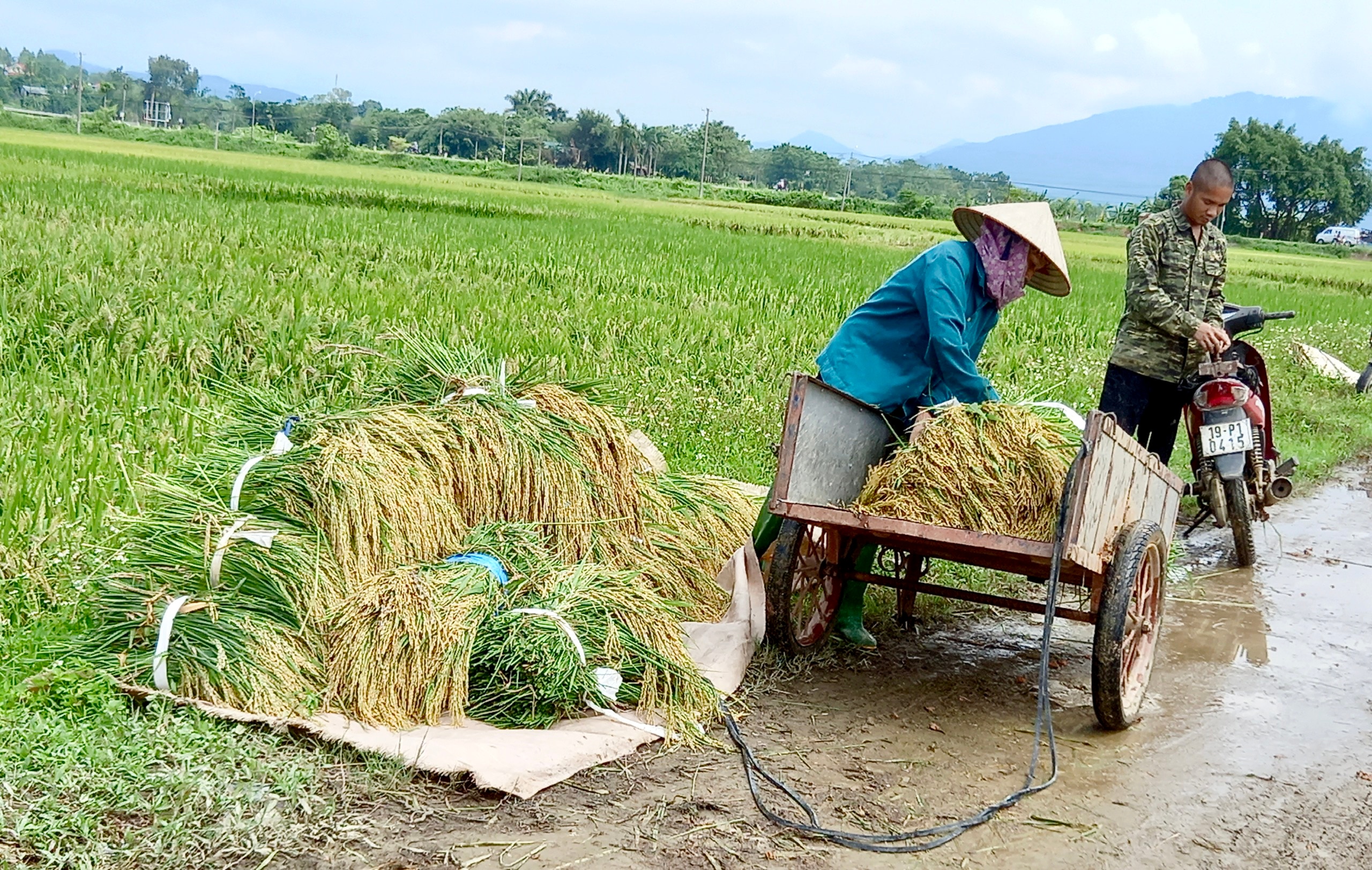 Khẩn trương thu hoạch lúa sau bão số 3