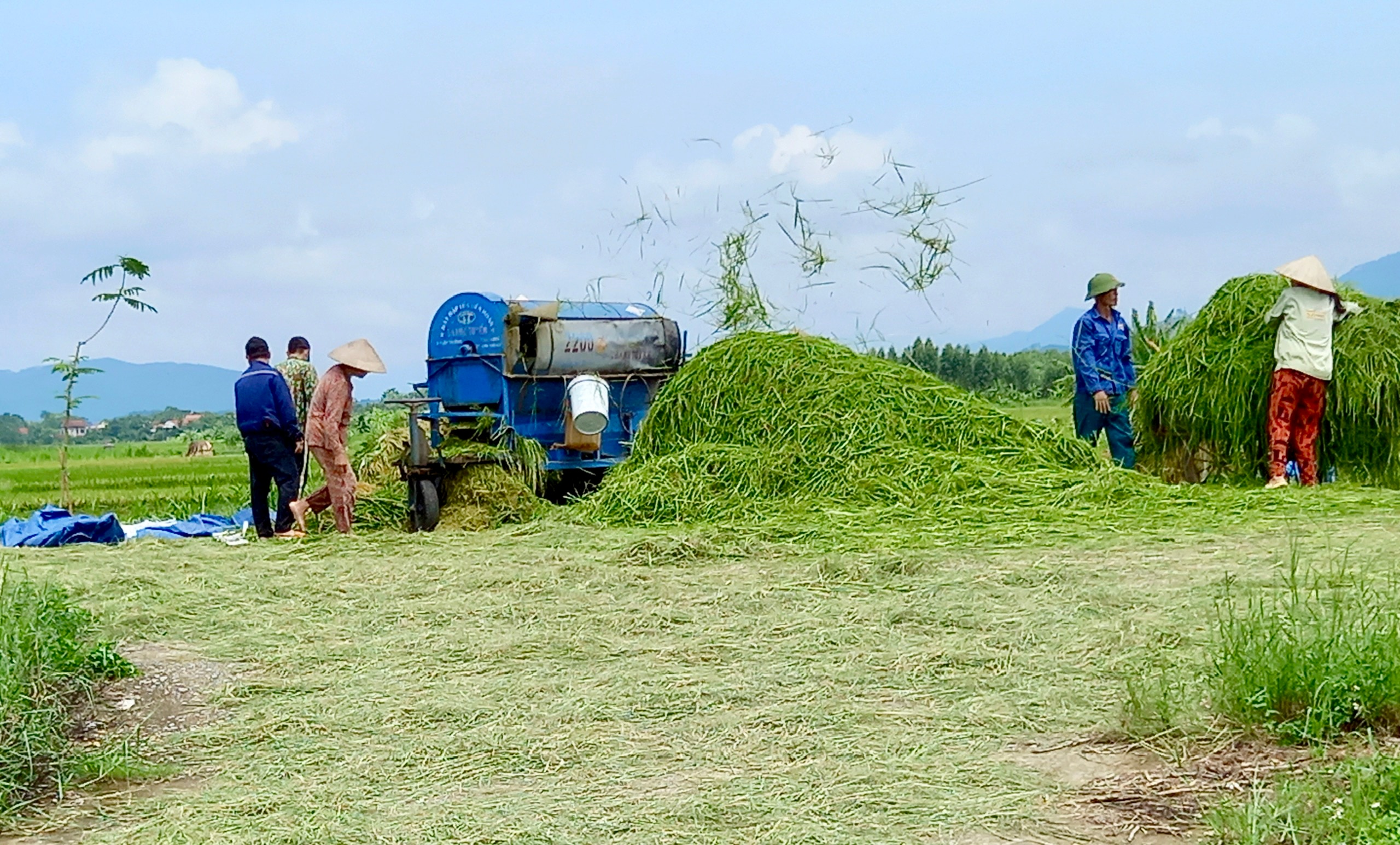 Khẩn trương thu hoạch lúa sau bão số 3