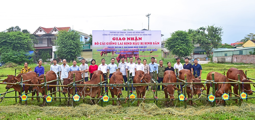 Giao bò giống cho tổ sản xuất cộng đồng dân cư xã Bình Phú, huyện Phù Ninh