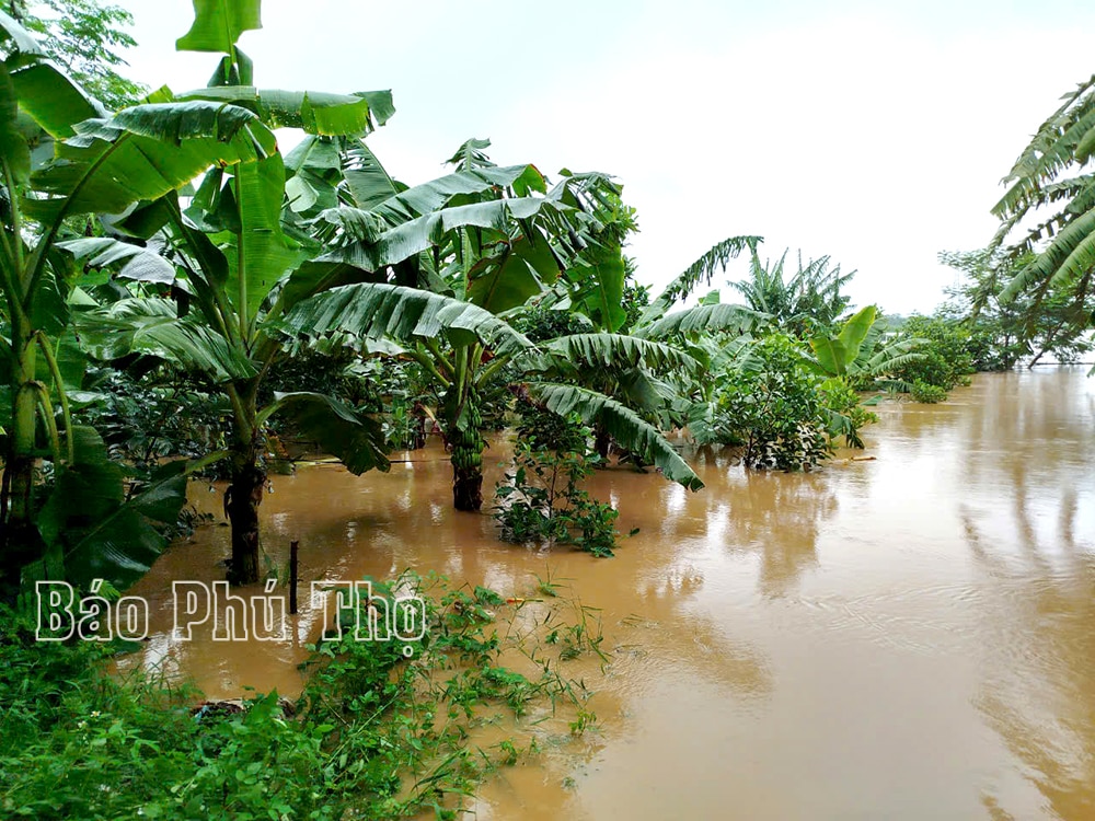 Huyện Cẩm Khê tập trung khắc phục hậu quả cơn bão số 3