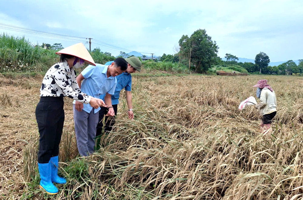 Khôi phục sản xuất nông nghiệp sau mưa, lũ