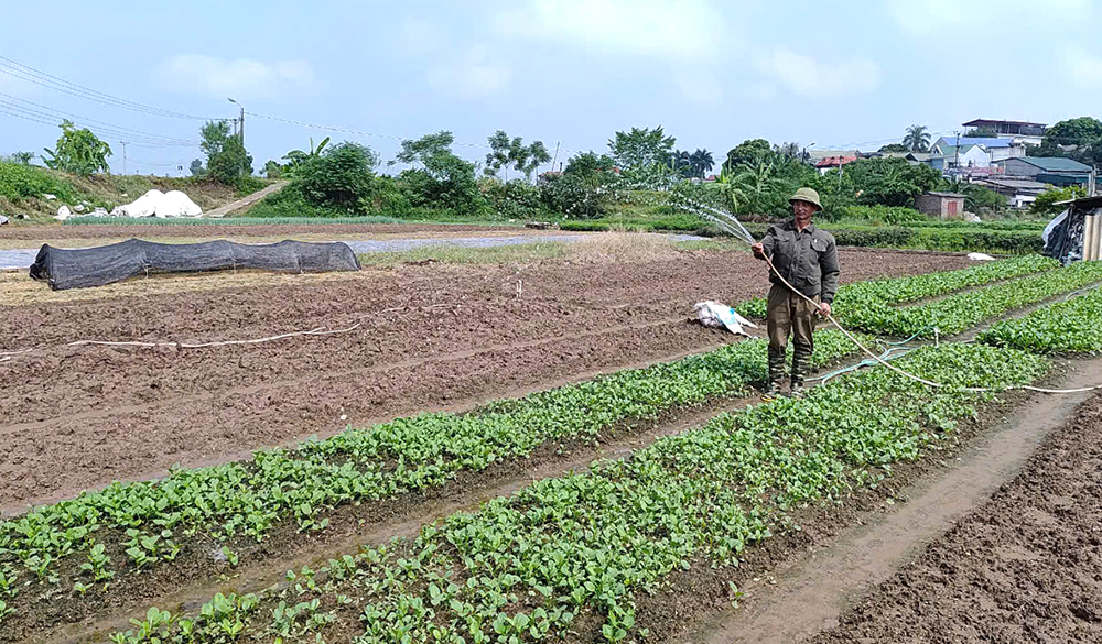 Về vùng rau an toàn