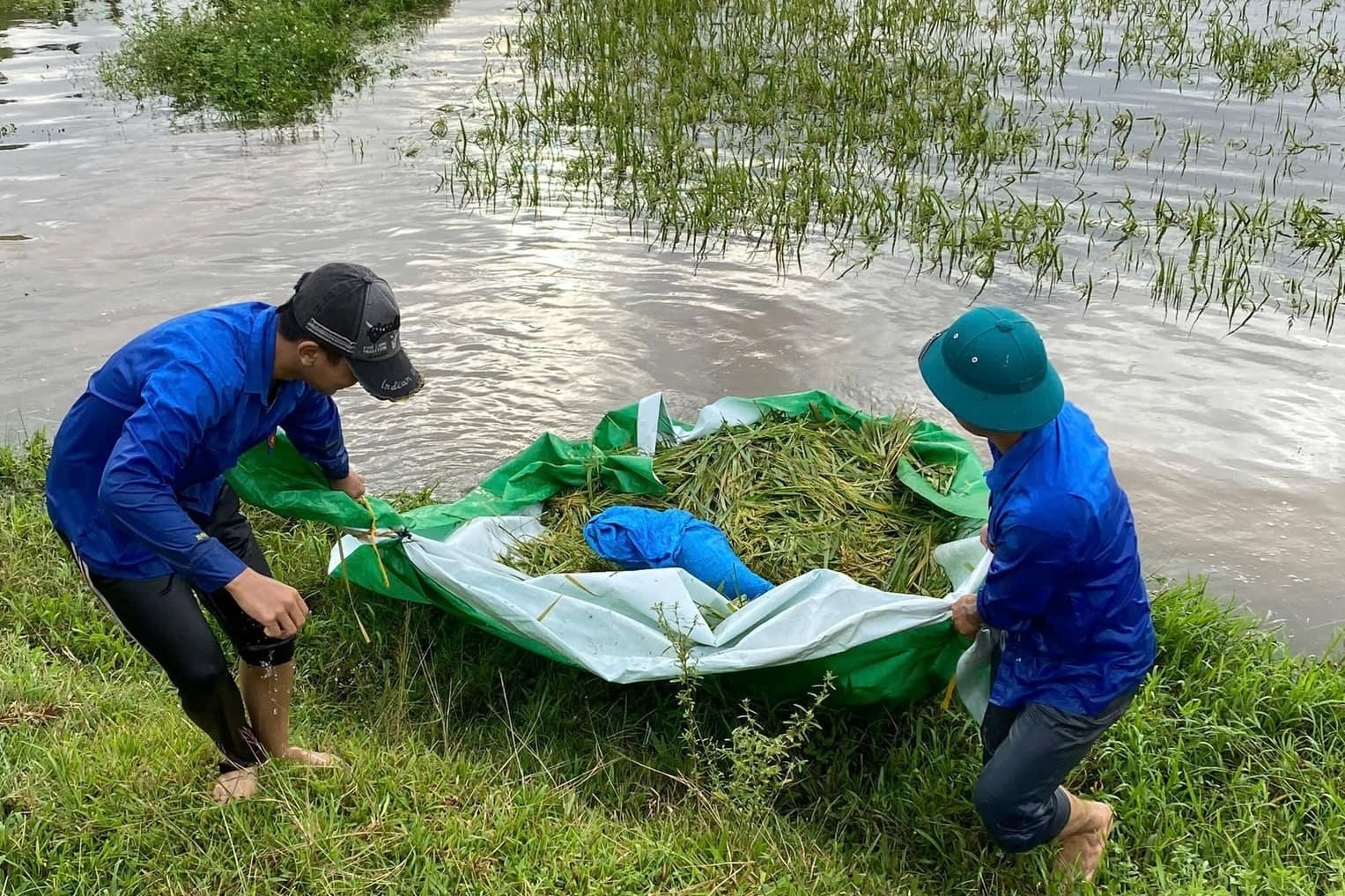 Hỗ trợ hàng trăm hộ dân thu hoạch lúa bị ngập úng