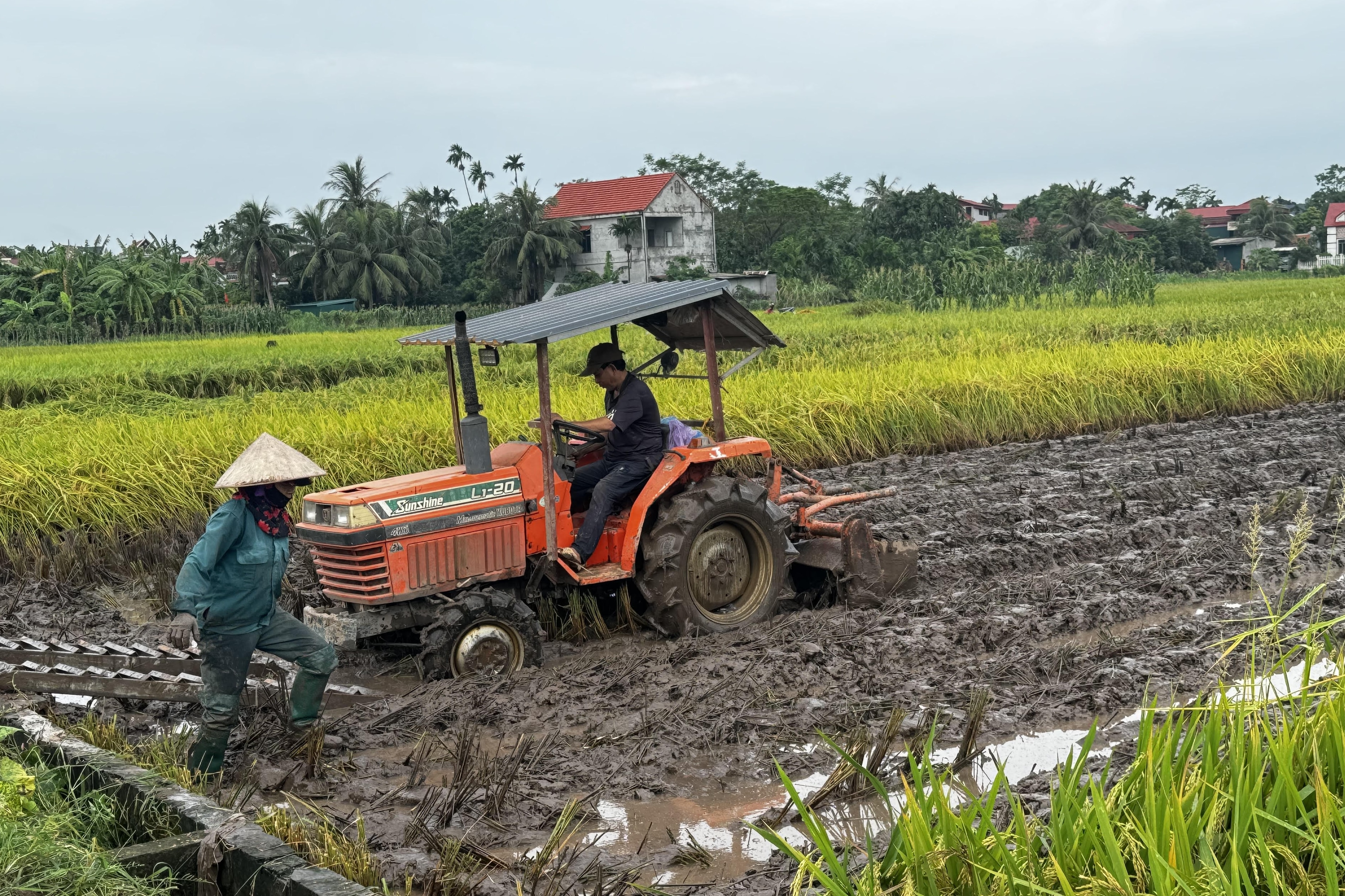 Tam Nông khẩn trương khôi phục sản xuất sau mưa lũ