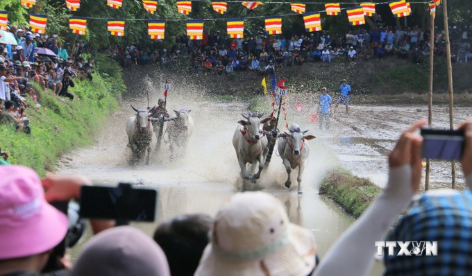 Chua Ro Bull Racing Festival – ein einzigartiges kulturelles Merkmal des Khmer-Volkes