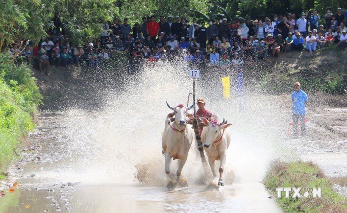 Chua Ro Bull Racing Festival – ein einzigartiges kulturelles Merkmal des Khmer-Volkes