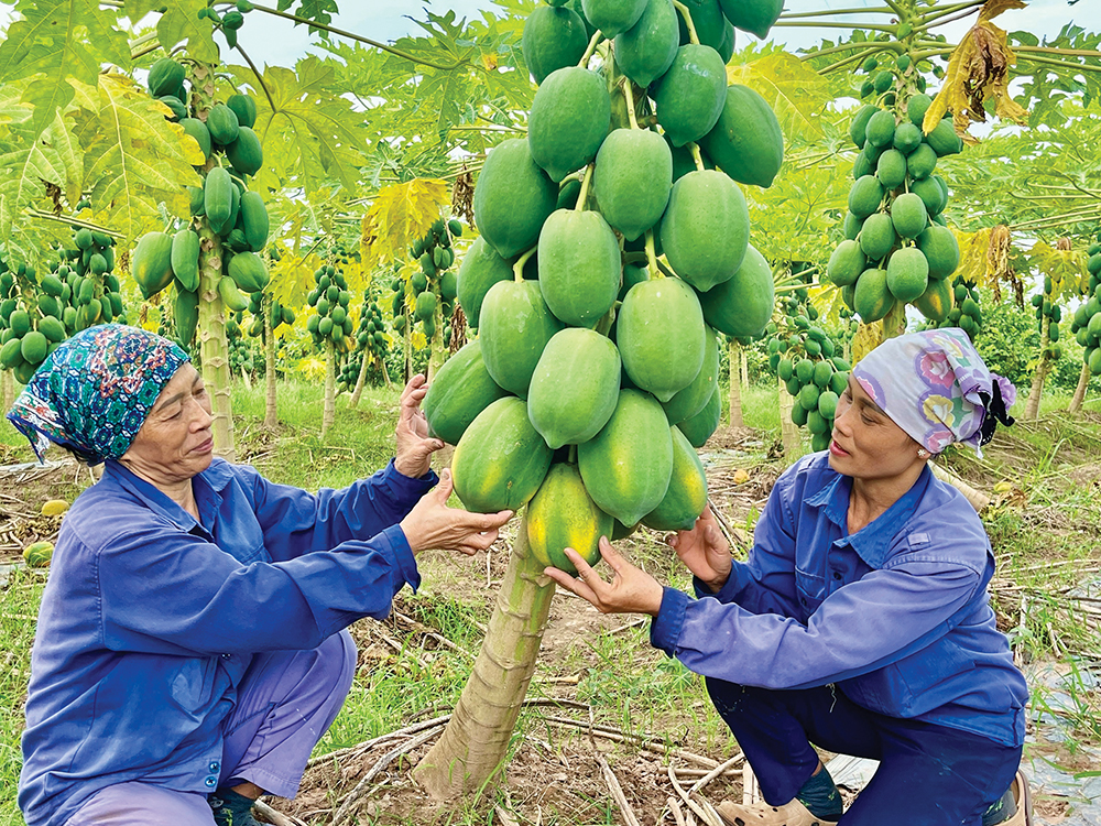 Điểm sáng trong thực hiện tín dụng chính sách xã hội