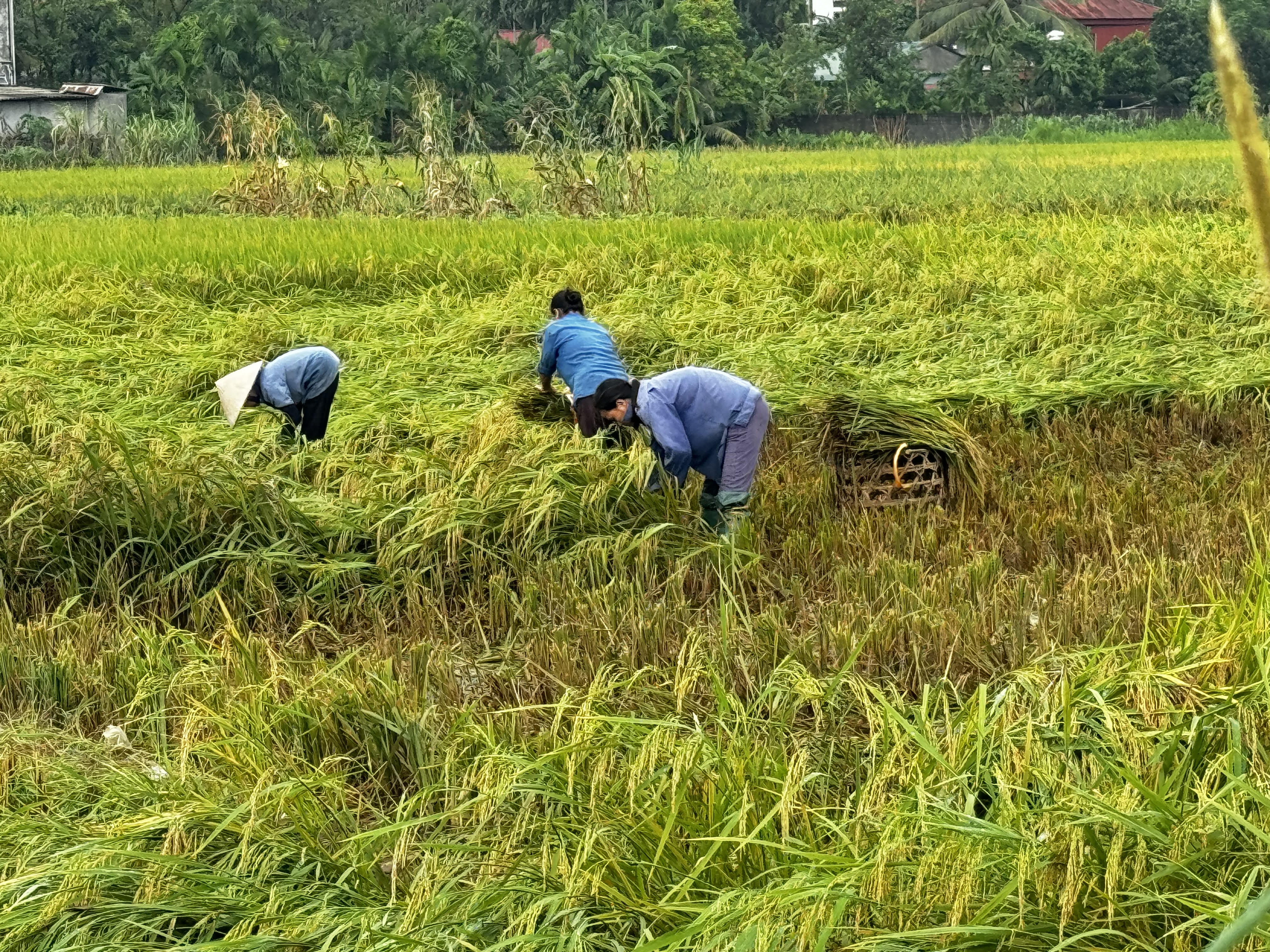 Tam Nông khẩn trương khôi phục sản xuất sau mưa lũ