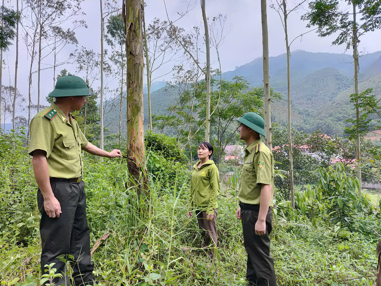  Quản lý rừng bền vững