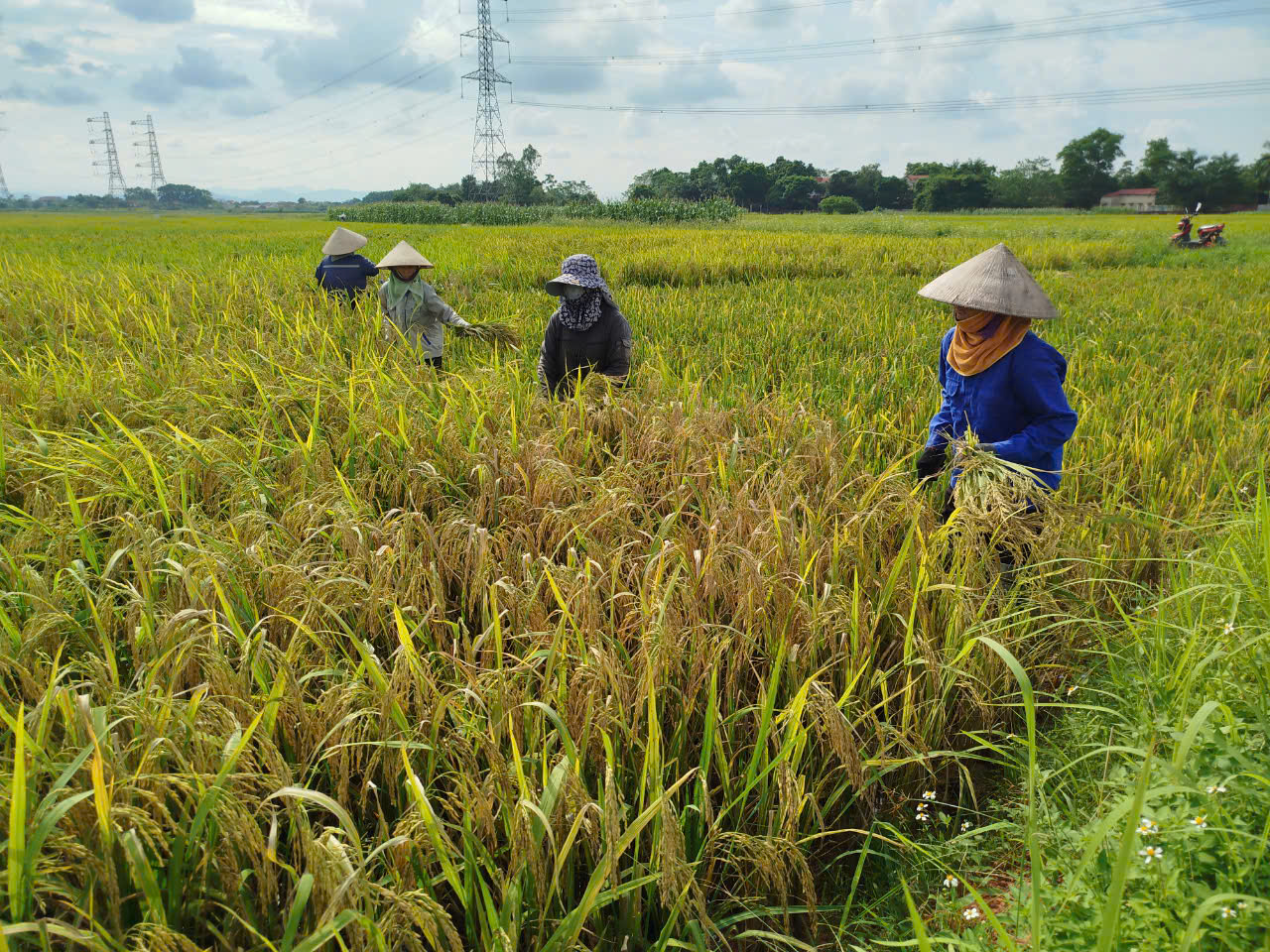 Khẩn trương thu hoạch vụ Mùa sau bão số 3