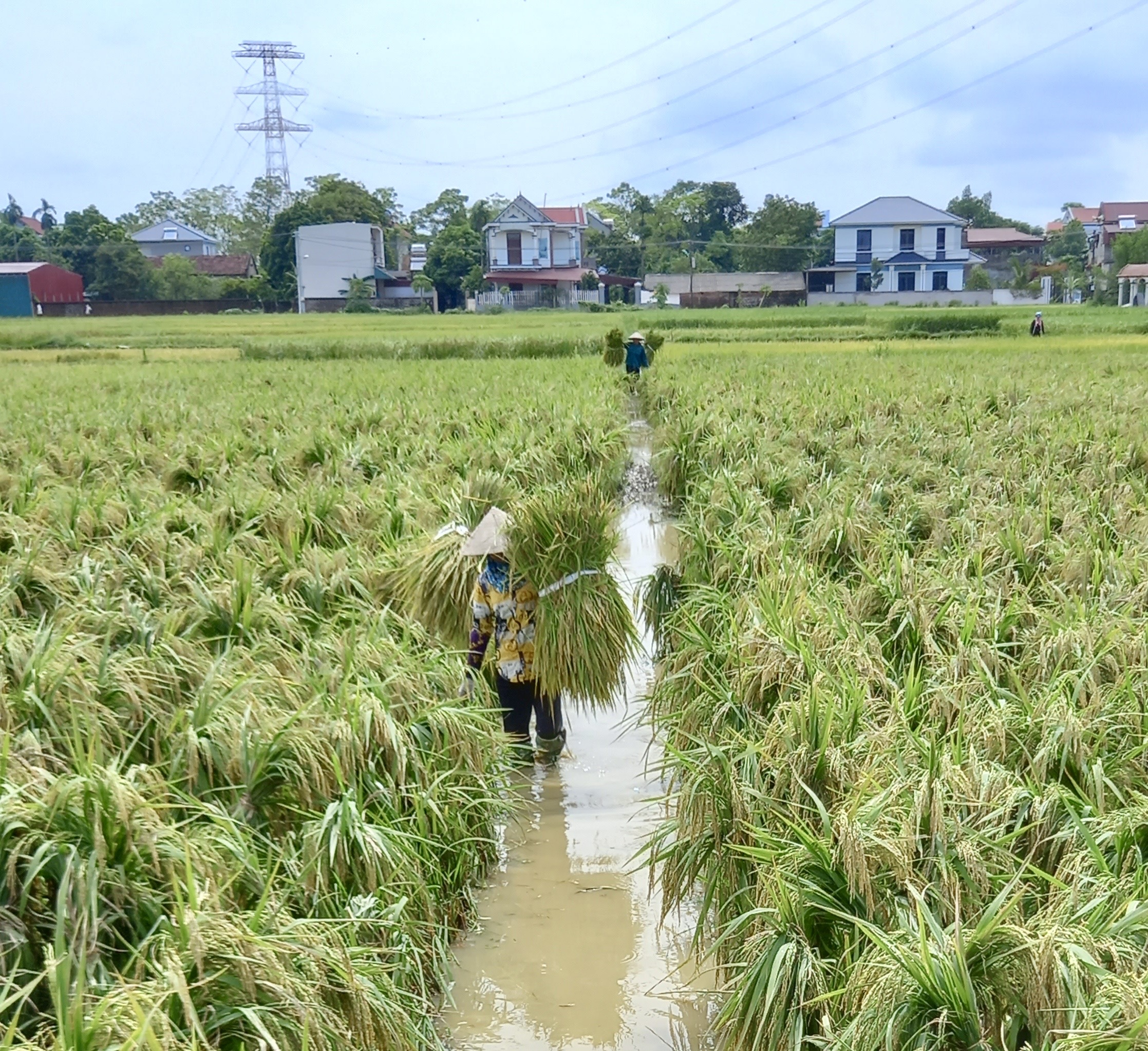 Phù Ninh khẩn trương khắc phục hậu quả bão lũ