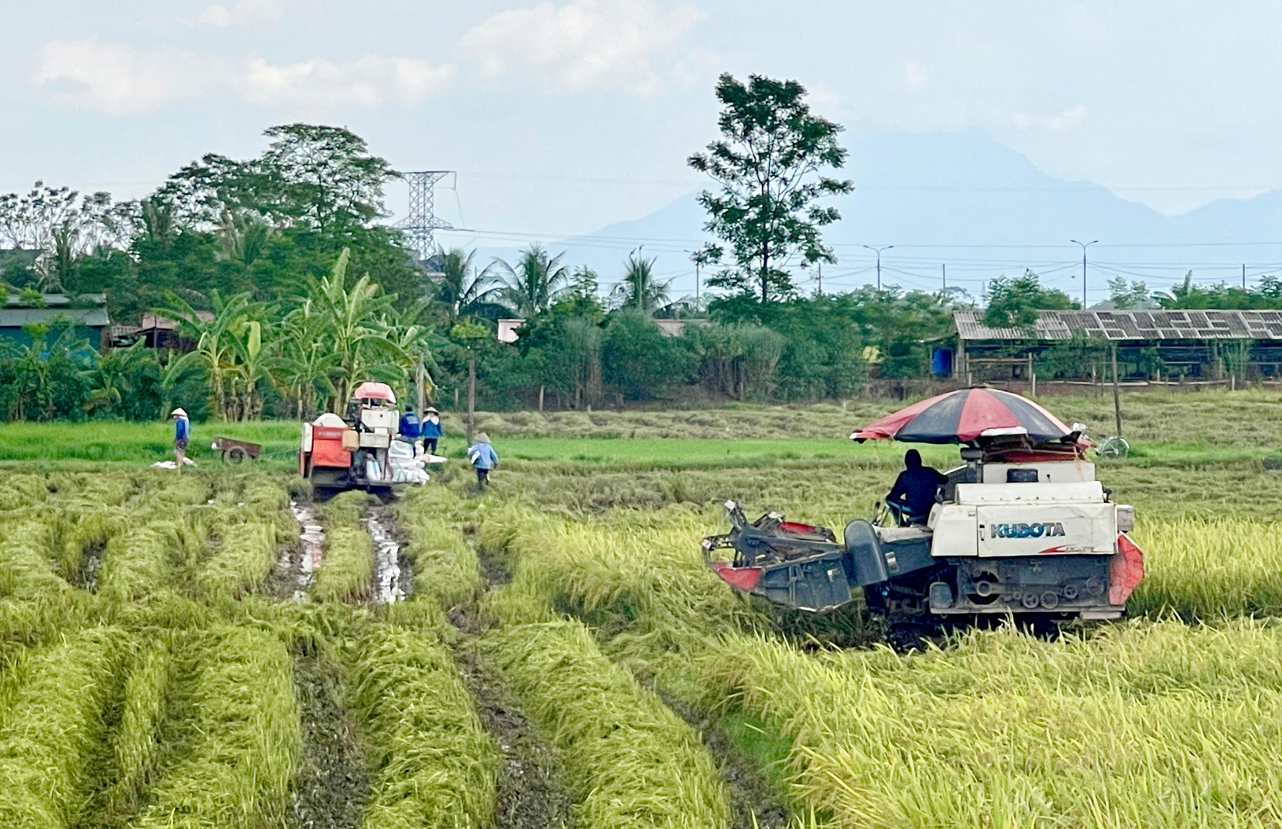 Khẩn trương thu hoạch lúa sau bão số 3